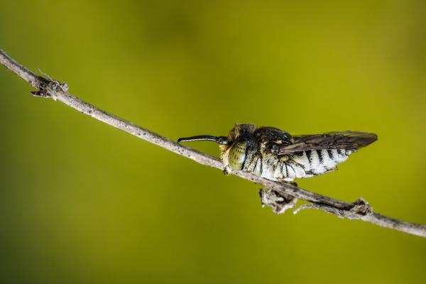 ¿Los insectos duermen? - Ejemplos de insectos que duermen