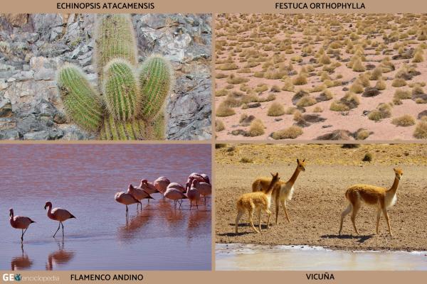 Salar de Uyuni - Flora y fauna del salar de Uyuni