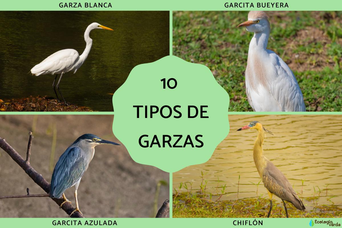 Tipos de garzas