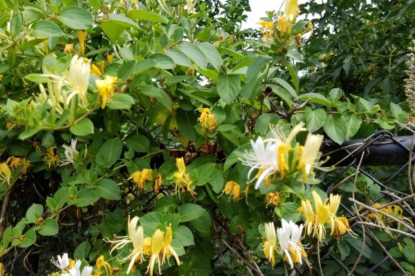 Lonicera japonica o madreselva japonesa: cuidados, riego, poda y enfermedades - Características de la madreselva japonesa