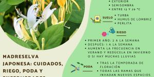 Lonicera japonica o madreselva japonesa: cuidados, riego, poda y enfermedades