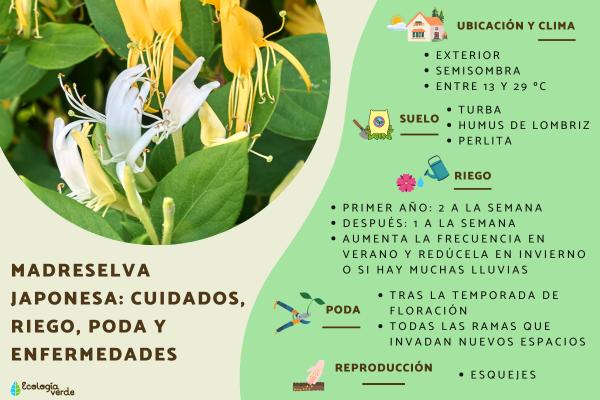 Lonicera japonica o madreselva japonesa: cuidados, riego, poda y enfermedades