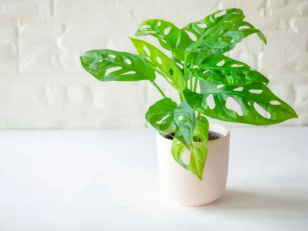 philodendron melanochrysum xl 4