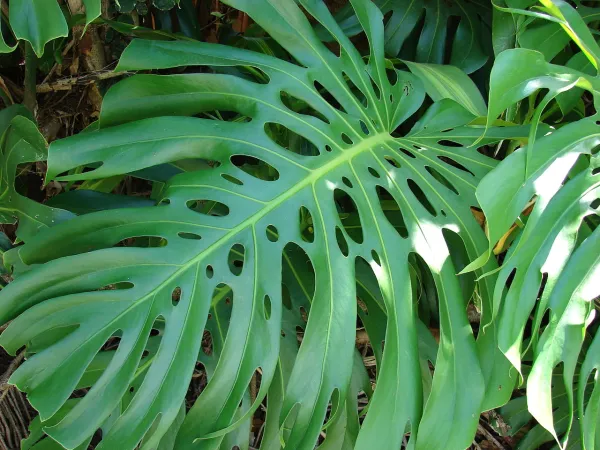 Tipos de Monstera - Nombres y fotos