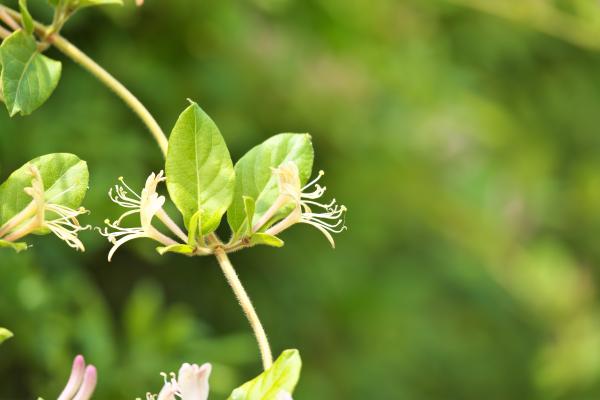 Lonicera japonica o madreselva japonesa: cuidados, riego, poda y enfermedades - Poda de la madreselva japonesa