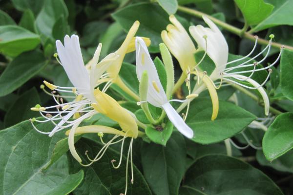 Lonicera japonica o madreselva japonesa: cuidados, riego, poda y enfermedades - Reproducción de la madreselva japonesa