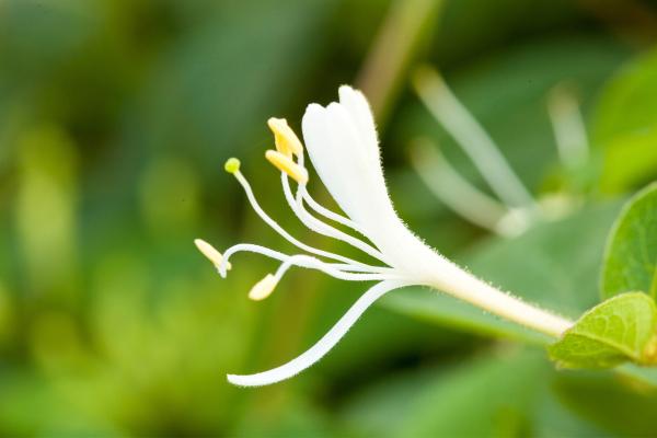 Lonicera japonica o madreselva japonesa: cuidados, riego, poda y enfermedades - Sustrato para la madreselva japonesa y su abono
