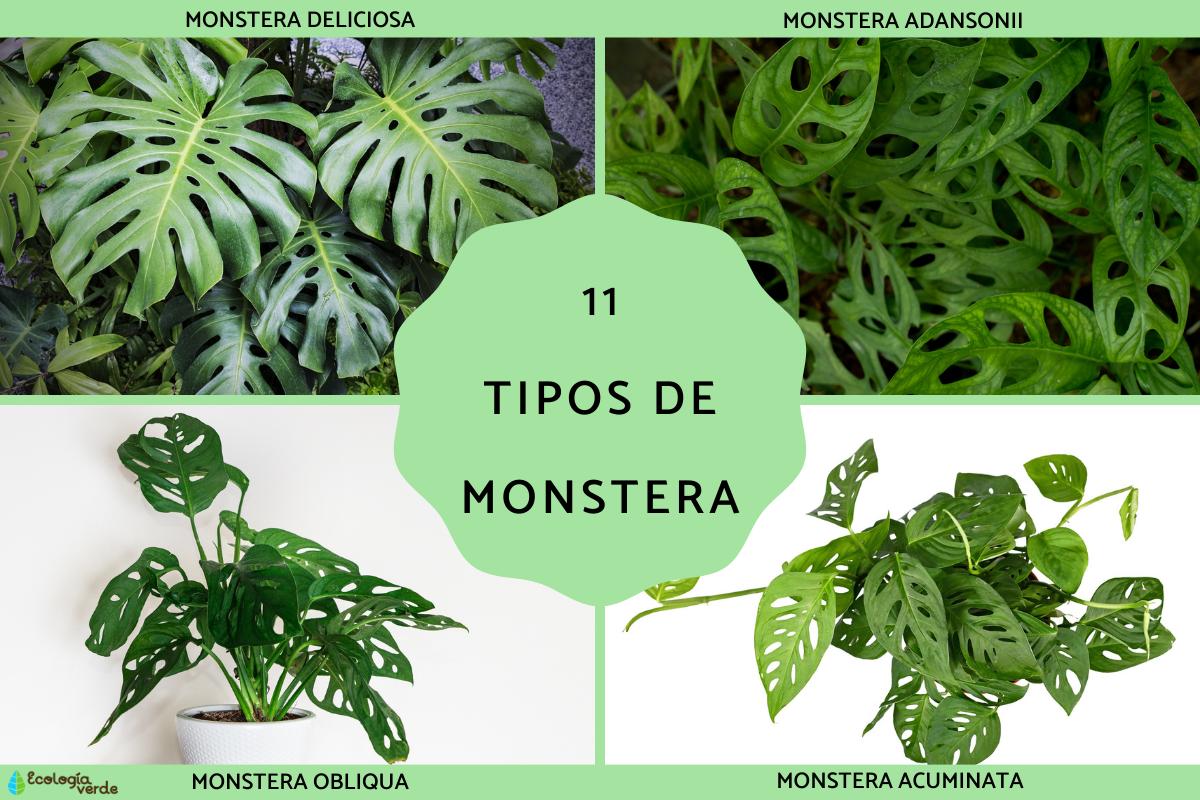 Tipos de Monstera
