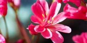 Esta es la flor que deberías tener en casa si quieres que dé color, pero no requiera de muchos cuidados: "Perfecta para dar vida a cualquier espacio sin complicaciones"