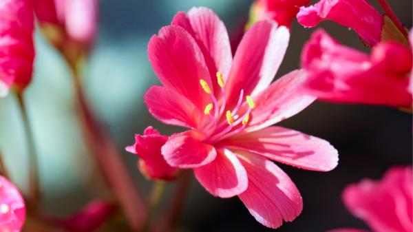 Esta es la flor que deberías tener en casa si quieres que dé color, pero no requiera de muchos cuidados: "Perfecta para dar vida a cualquier espacio sin complicaciones"