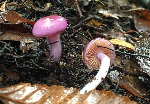 Hongos comestibles en Argentina - Hongo de sombrero violeta (Cortinarius magellanicus)