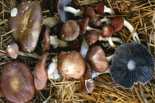 Hongos comestibles en Argentina - Hongo rey (Stropharia rugosoannulata)