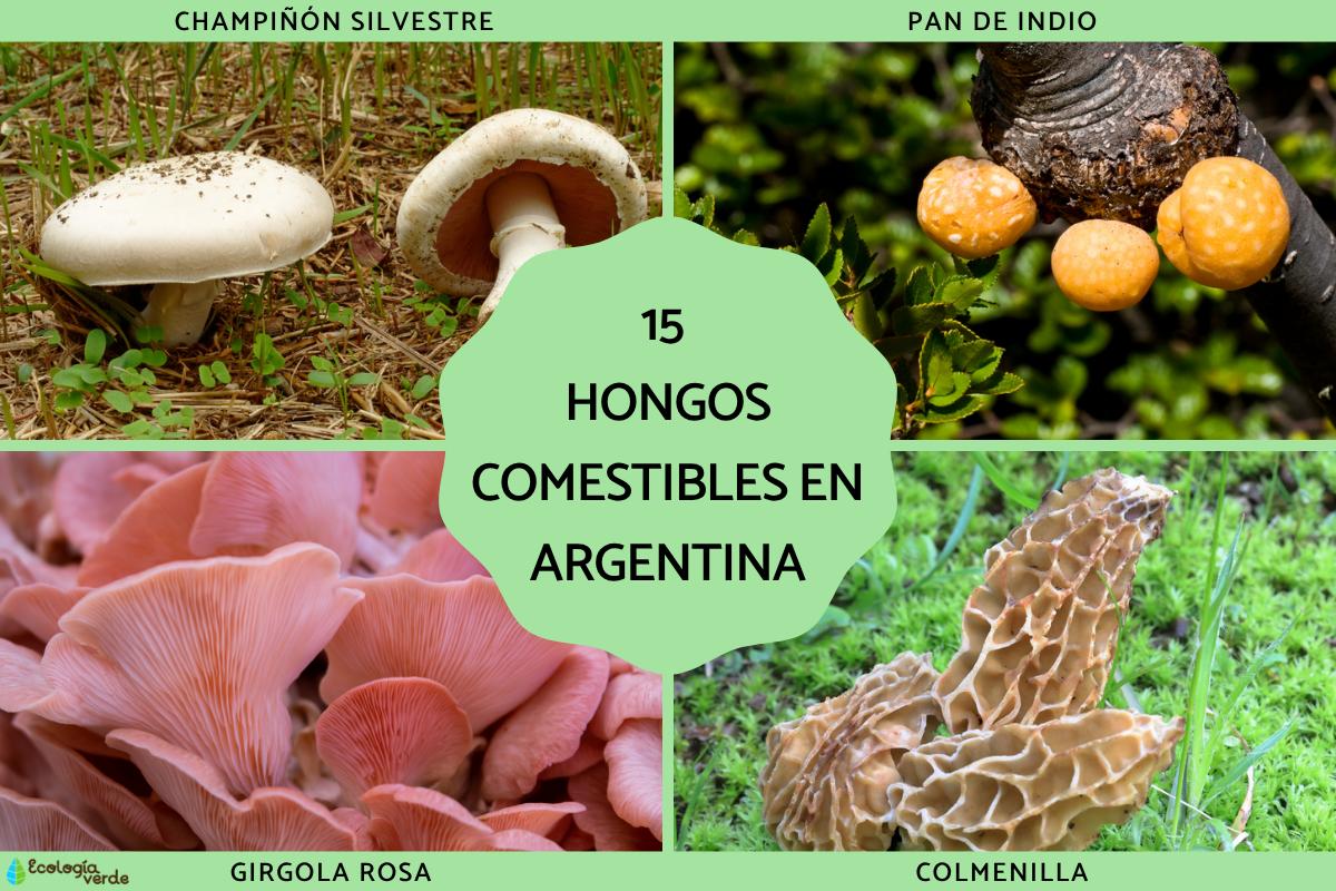 Hongos comestibles en Argentina