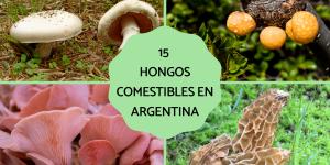 Hongos comestibles en Argentina