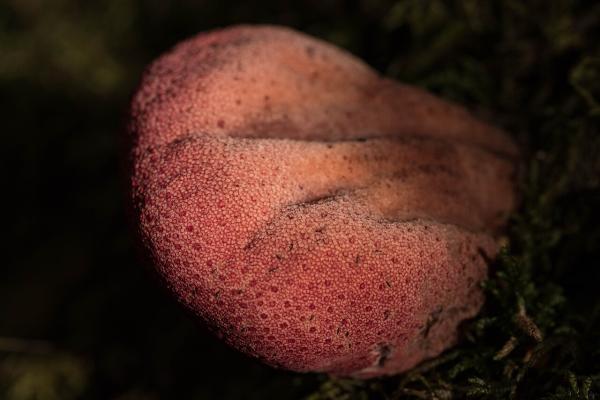 Hongos comestibles en Argentina - Lengua de vaca (Fistulina antarctica)