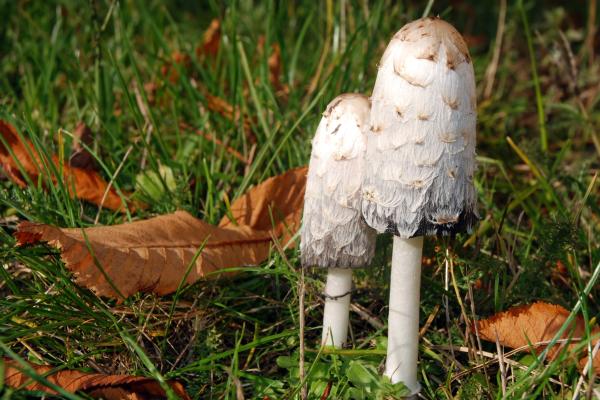 Hongos comestibles en Argentina - Matacandil (Coprinus comatus)