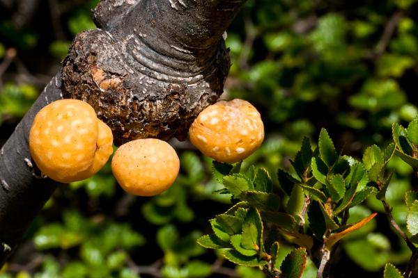 Hongos comestibles en Argentina - Pan de indio (Cyttaria darwinii)