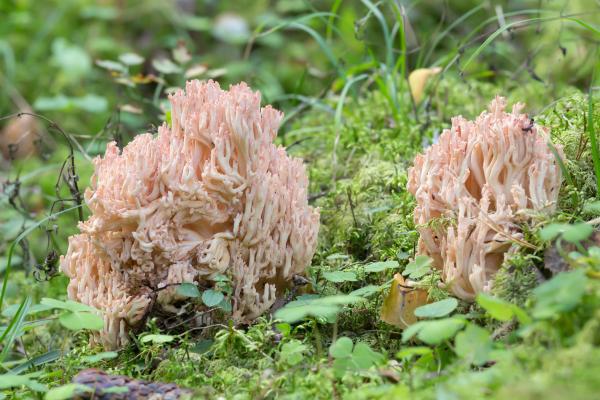 Hongos comestibles en Argentina - Pata de pájaro (Ramaria botrytis)
