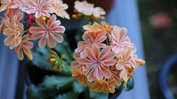 Esta es la flor que deberías tener en casa si quieres que dé color, pero no requiera de muchos cuidados: "Perfecta para dar vida a cualquier espacio sin complicaciones" - Rincones con vida: ideas para decorar con levisia