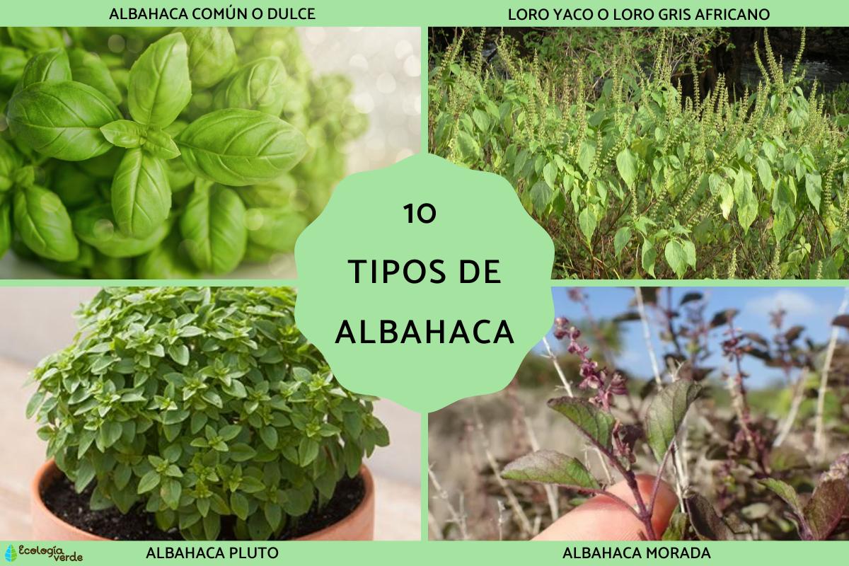 Tipos de albahaca