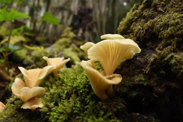 Hongos comestibles en Argentina - Trompetita blanca (Hydropus dusenii)