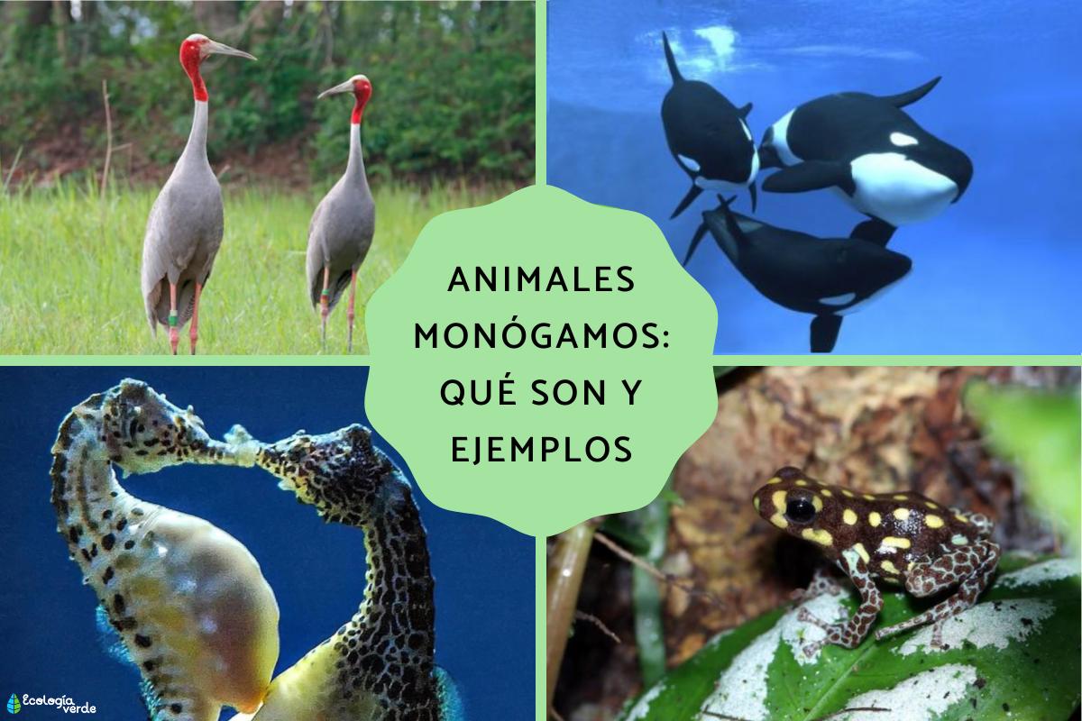 Animales monógamos: qué son y ejemplos
