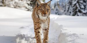 El lince boreal podría regresar al Pirineo catalán: desapareció en 1930 y este es el plan para que vuelva