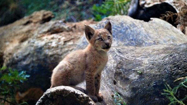 El lince boreal podría regresar al Pirineo catalán: desapareció en 1930 y este es el plan para que vuelva - Un experimento con linces traídos de Europa del Este
