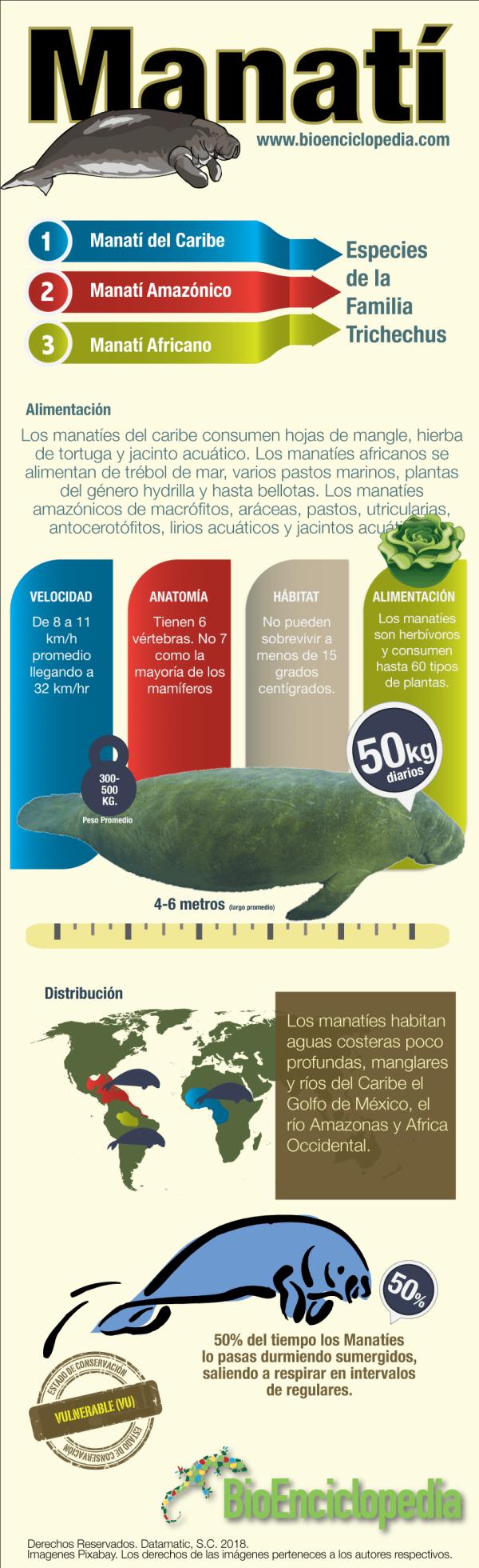 Manatí - Amenazas para el manatí