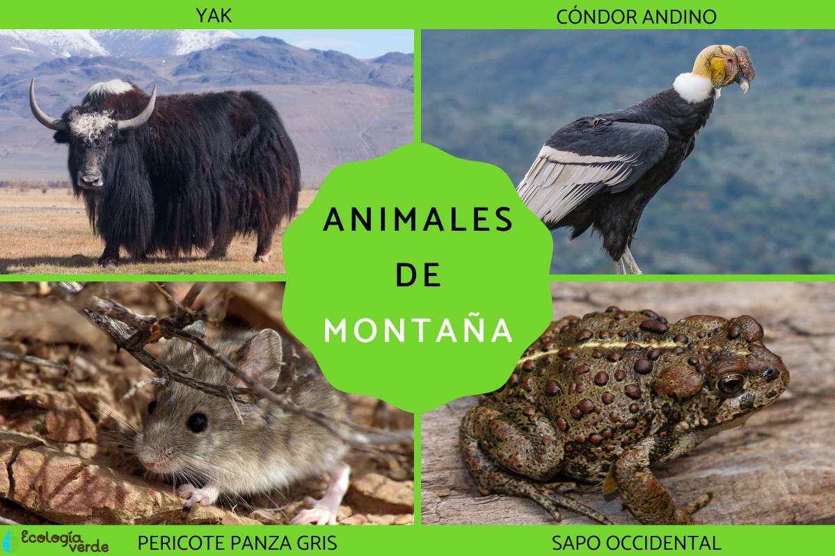 Animales de montaña