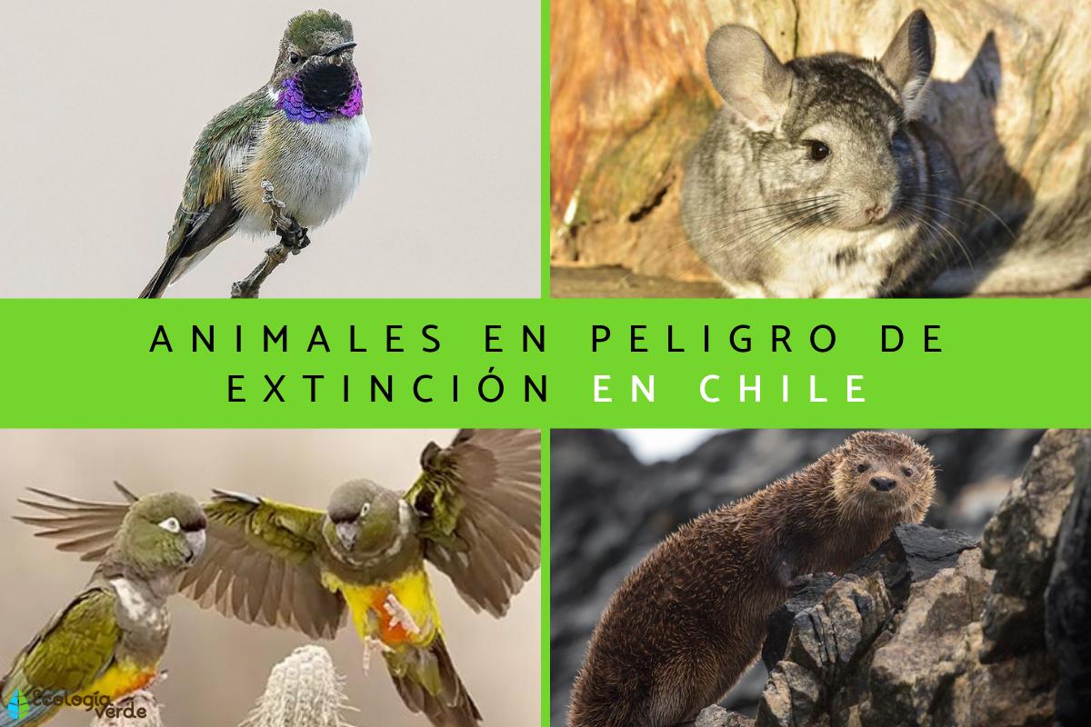 Animales en peligro de extinción en Chile