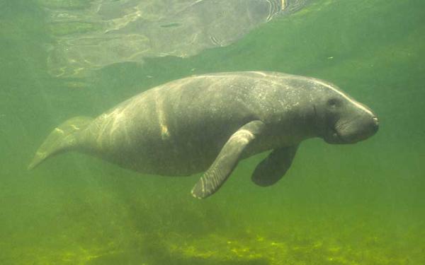 Manatí - Hábitat del manatí