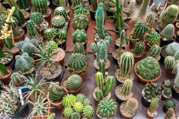 CUIDADOS de un CACTUS - Gua prctica con VDEO
