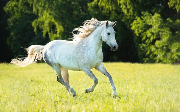 Caballo - Origen y domesticación del caballo