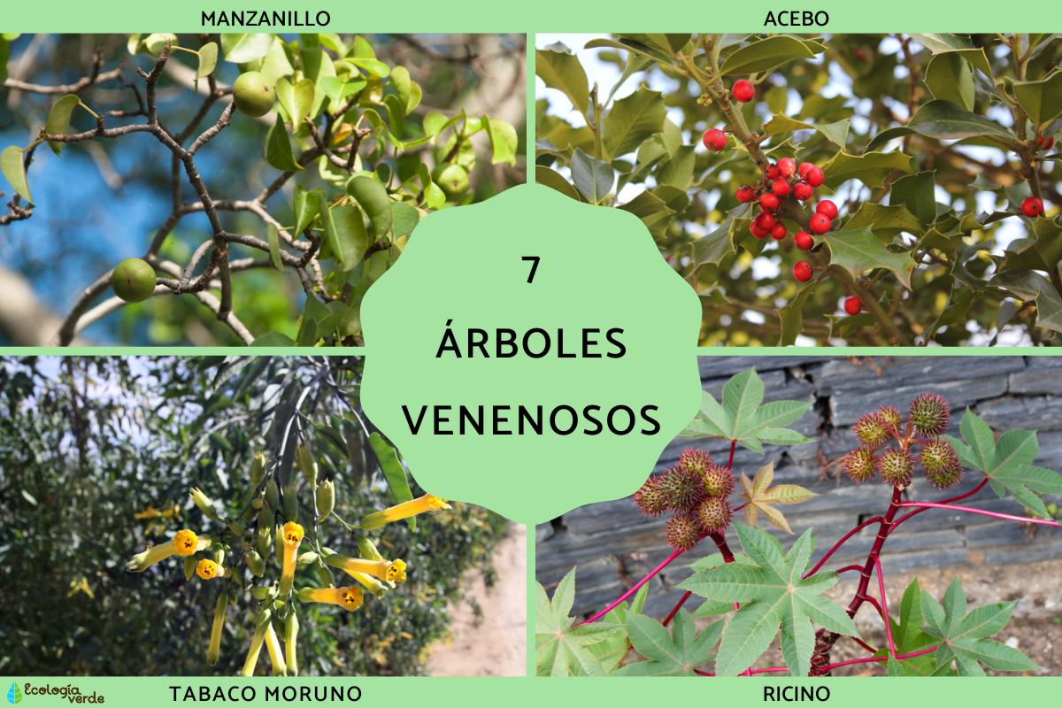 Árboles venenosos