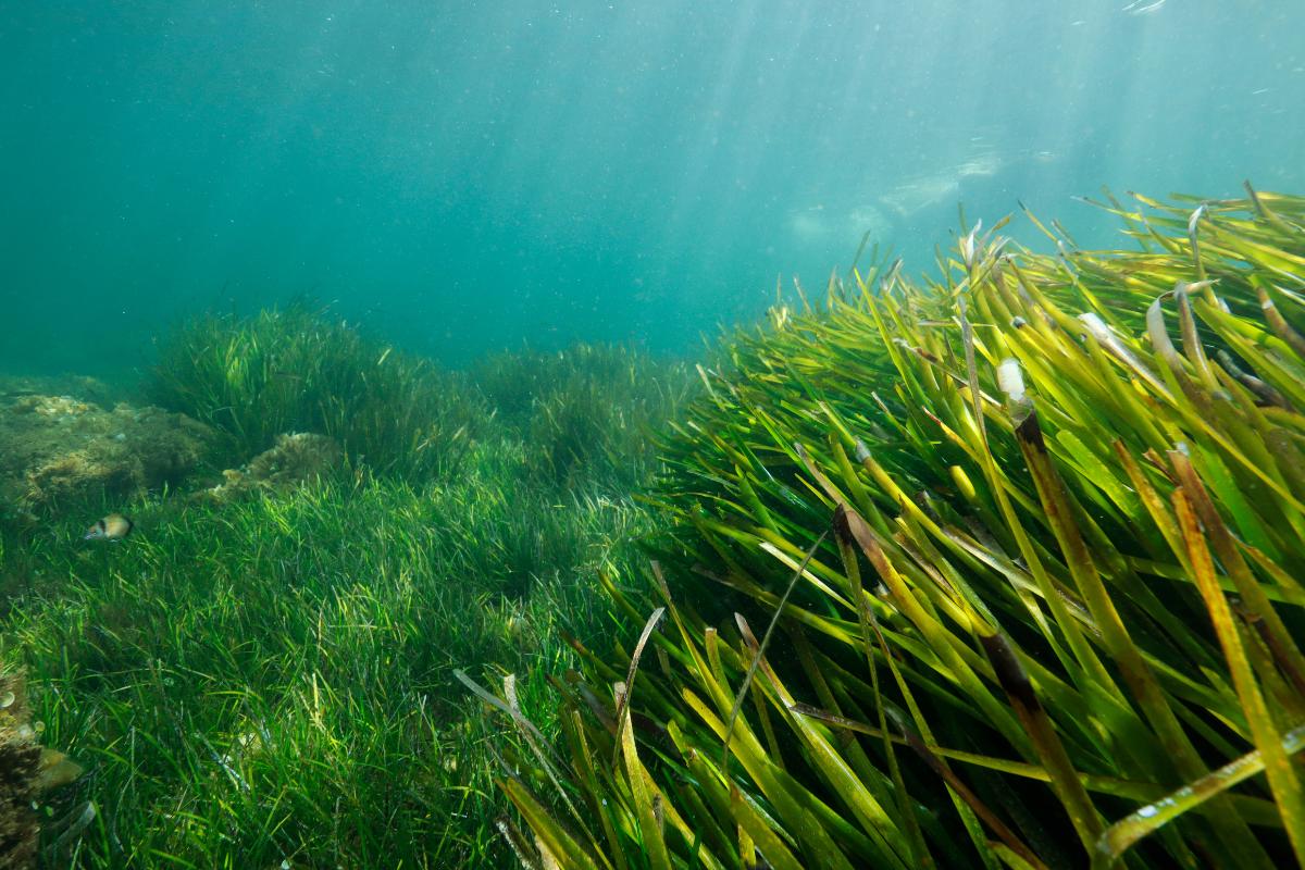Praderas marinas: qué son, características y animales