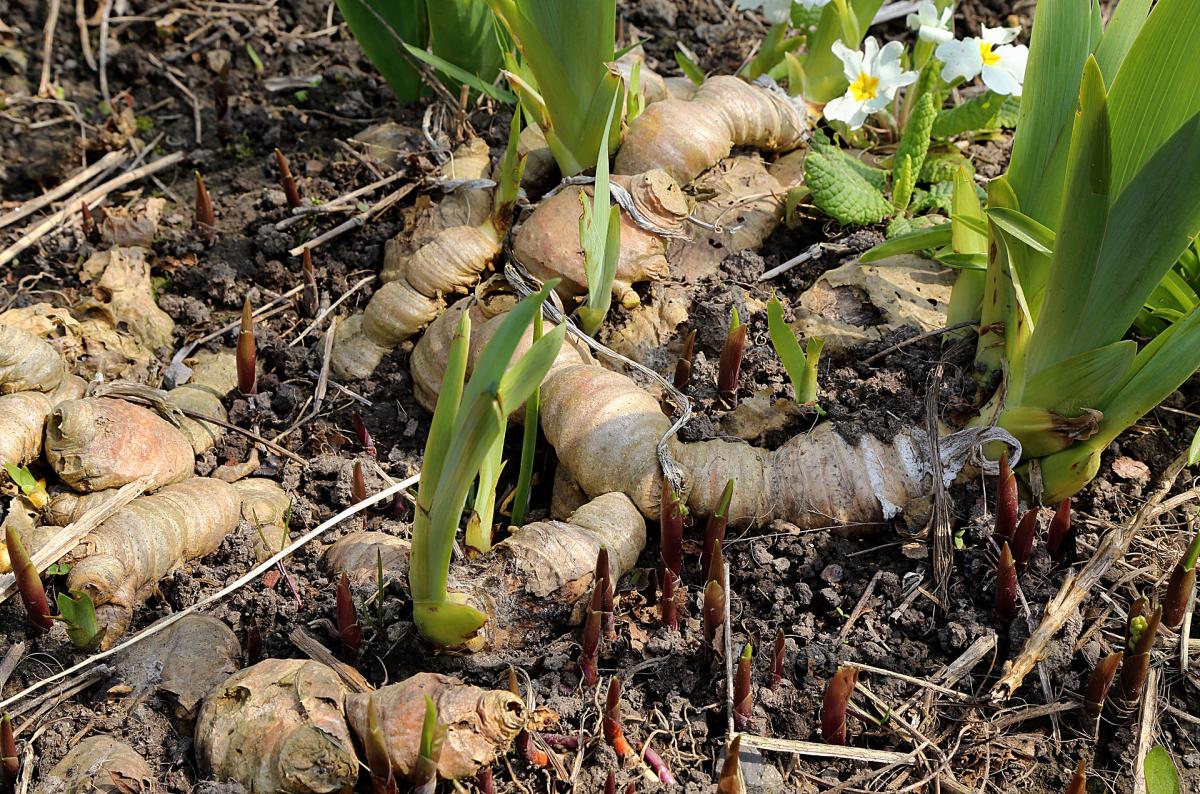 Rizomas: definición y ejemplos de plantas