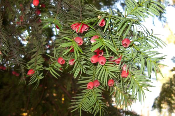 Árboles venenosos - Tejo (Taxus baccata)