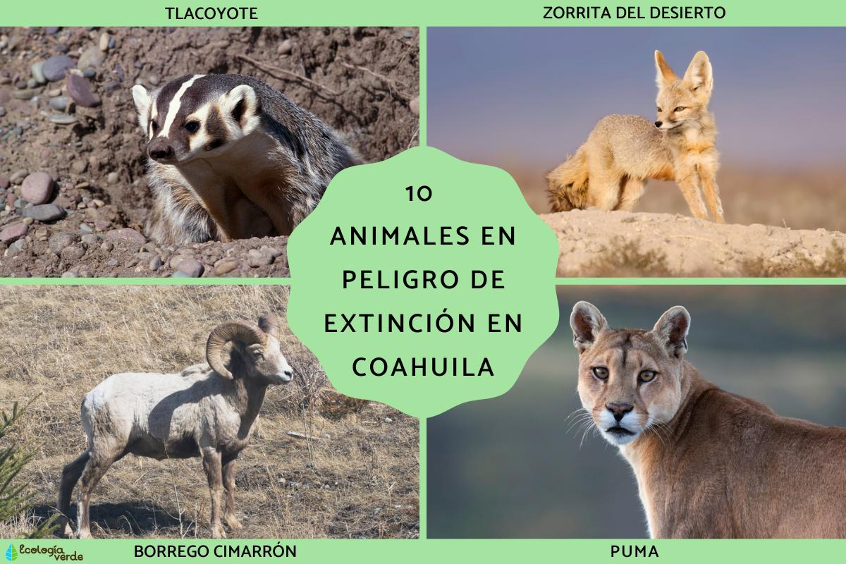 Animales en peligro de extinción en Coahuila