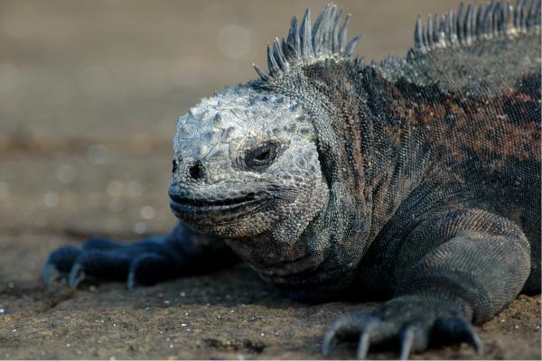 Iguana marina o Amblyrhynchus cristatus - Características de la iguana marina
