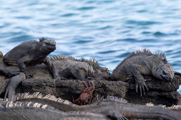Iguana marina o Amblyrhynchus cristatus - Hábitat de la iguana marina