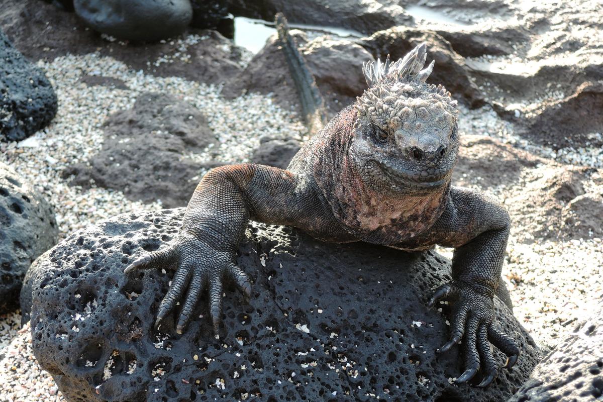 Iguana marina o Amblyrhynchus cristatus