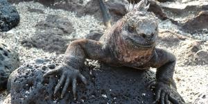 Iguana marina o Amblyrhynchus cristatus