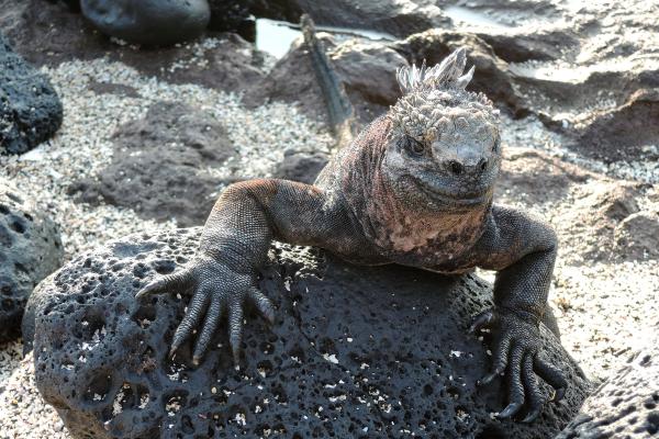 Iguana marina o Amblyrhynchus cristatus