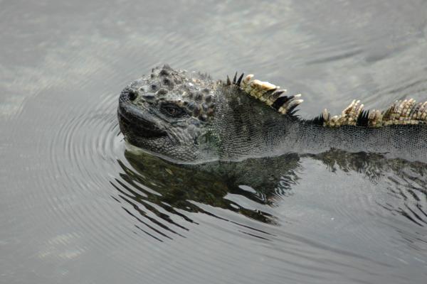 Iguana marina o Amblyrhynchus cristatus - Por qué la iguana marina está en peligro de extinción