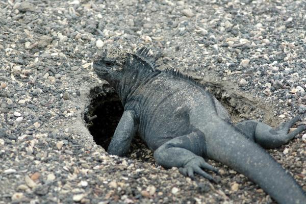 Iguana marina o Amblyrhynchus cristatus - Reproducción de la iguana marina