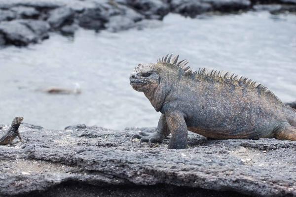 Iguana marina o Amblyrhynchus cristatus - Taxonomía de la iguana marina