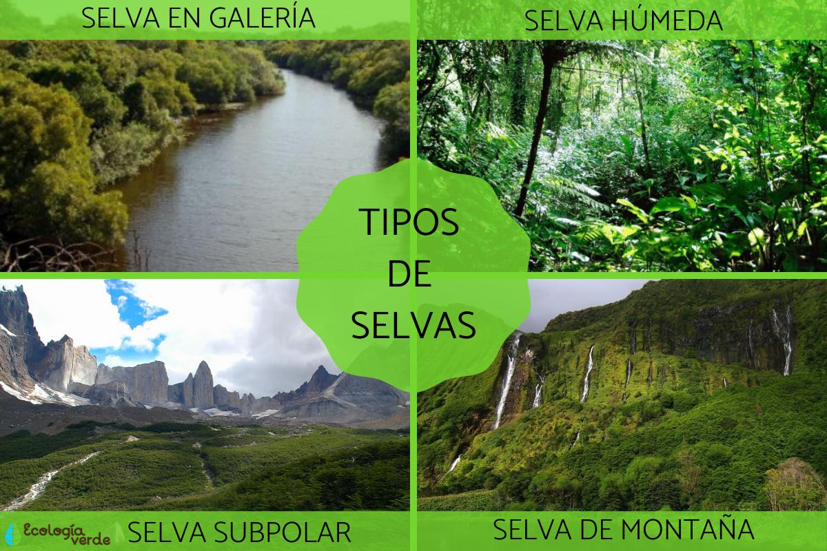 Tipos de selvas y sus características