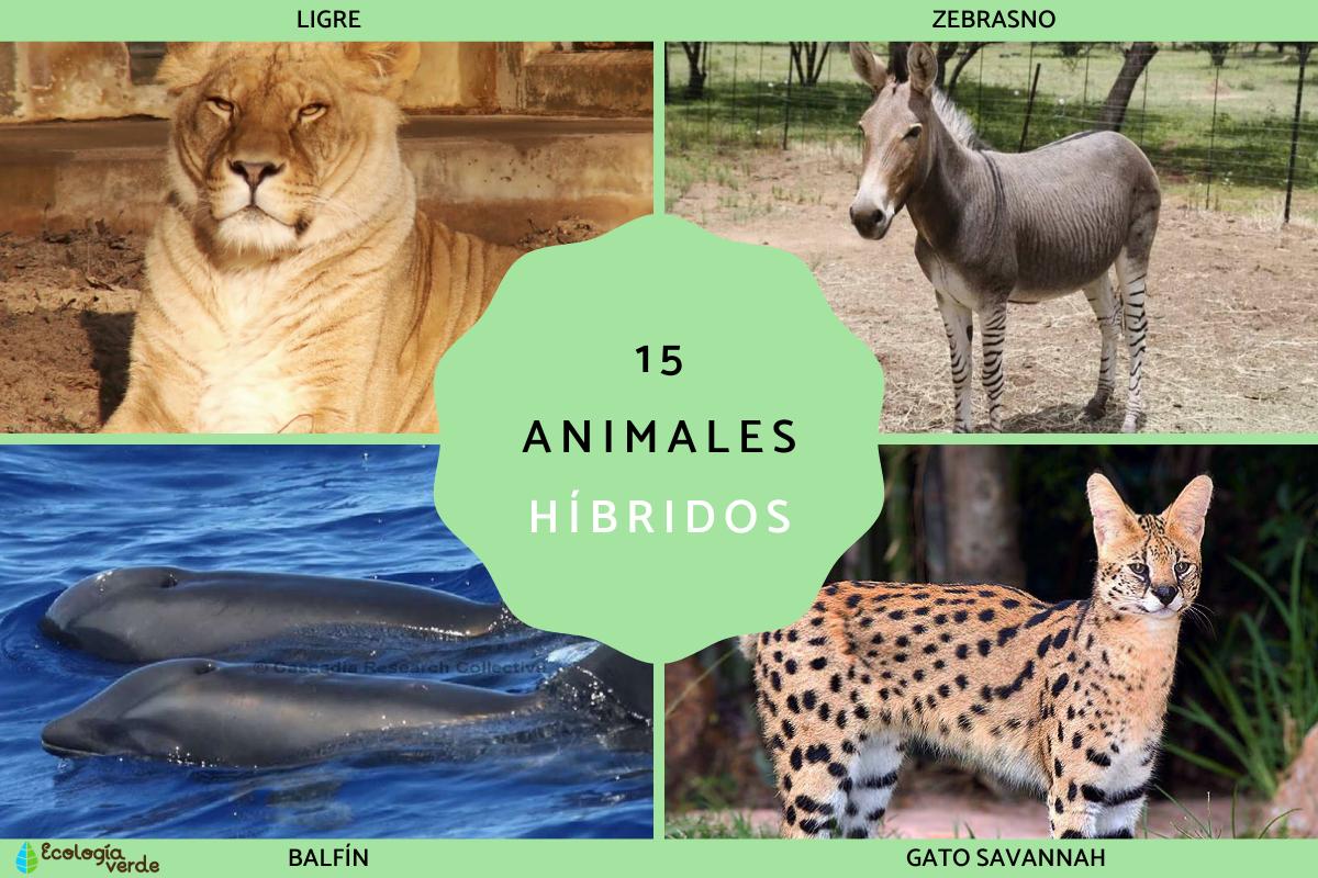 Animales híbridos: ejemplos y características