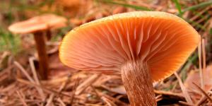 De níscalos a boletus: las setas que puedes encontrar este otoño en España
